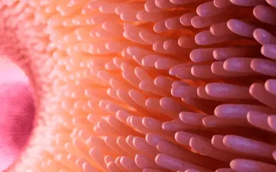 What Is The Microbiome & Why We Need To Keep It Nourished.